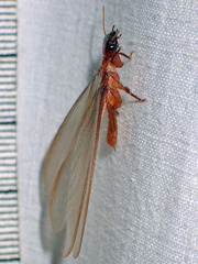 Zootermopsis laticeps
