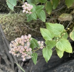 Ageratina occidentalis