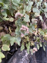 Ageratina occidentalis