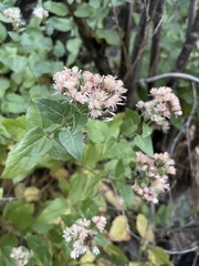Ageratina occidentalis
