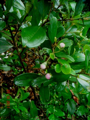 Rhodomyrtus tomentosa