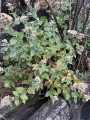 Ageratina occidentalis
