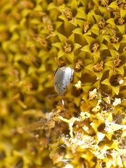 Mimosestes amicus