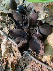 Wynnea americana