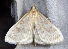 Ostrinia obumbratalis
