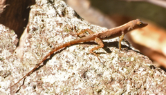 Anolis schwartzi