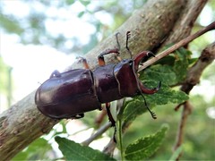 Lucanus capreolus