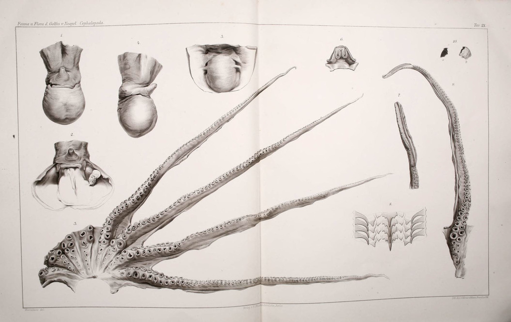 Spider octopus