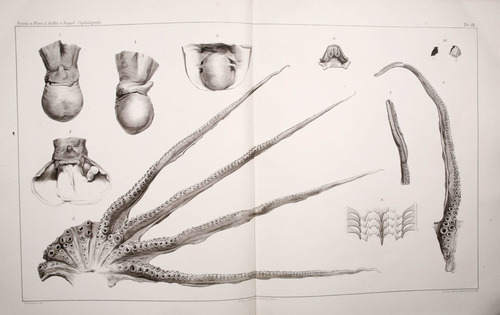 Spider octopus