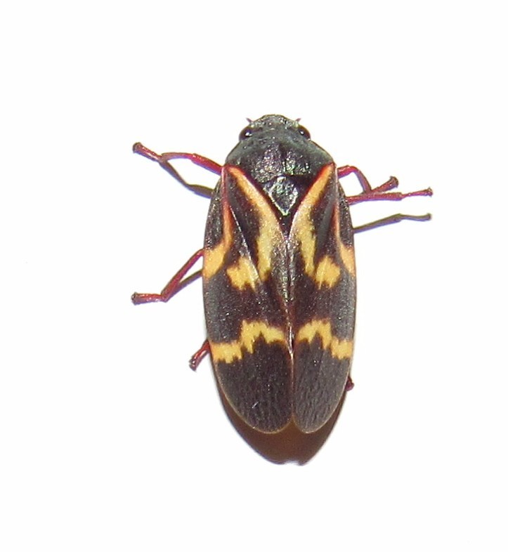 Deois flexuosa