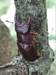 Lucanus capreolus