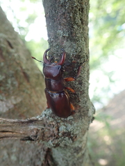 Lucanus capreolus