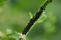 Aphis urticata
