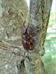 Lucanus capreolus
