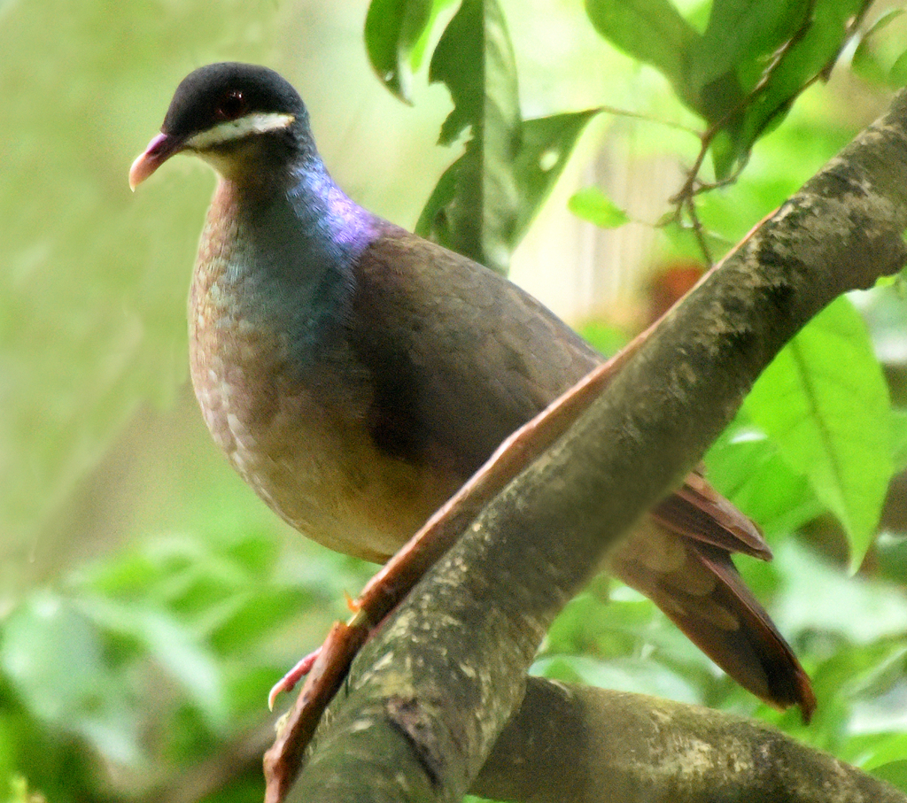 Geotrygon Quail-Doves