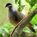 Geotrygon Quail-Doves - Photo (c) Steven Mlodinow, some rights reserved (CC BY-NC), uploaded by Steven Mlodinow