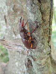 Lucanus capreolus