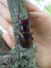 Lucanus capreolus