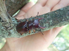 Lucanus capreolus