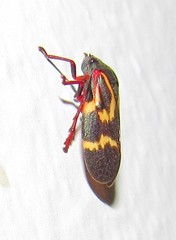 Deois flexuosa