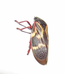 Deois flexuosa