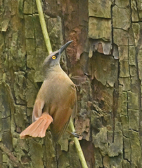 Cinclocerthia ruficauda