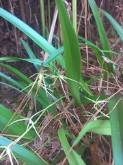 Prosthechea rhynchophora
