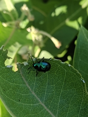 Chrysochus cobaltinus