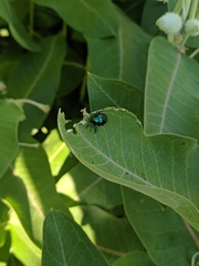 Chrysochus cobaltinus