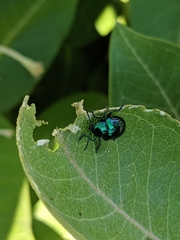Chrysochus cobaltinus