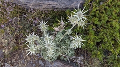 Eryngium glaciale
