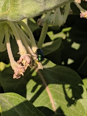 Chrysochus cobaltinus