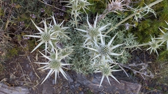 Eryngium glaciale
