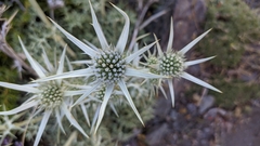 Eryngium glaciale