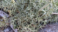 Eryngium glaciale