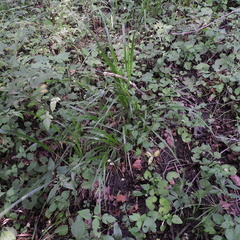 Diarrhena obovata