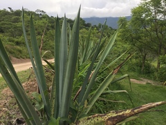 Agave rhodacantha