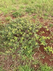 Osteomeles anthyllidifolia