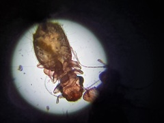 Lepinotus