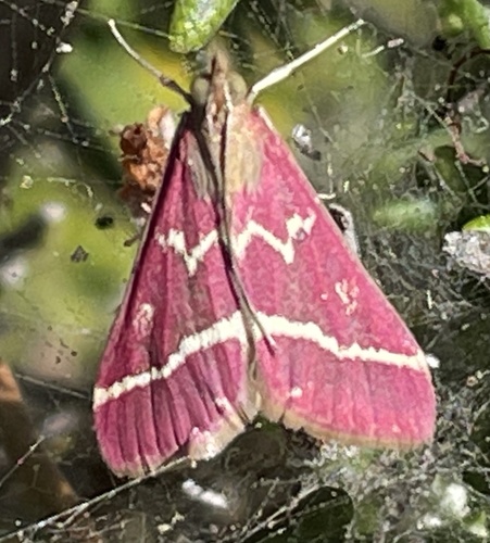 photo of Volupial Mint Moth (Pyrausta volupialis)