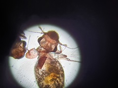 Lepinotus