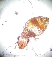 Lepinotus