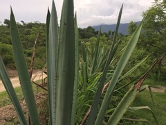 Agave rhodacantha