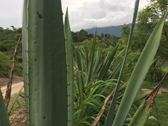 Agave rhodacantha