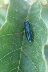 Agrilinae