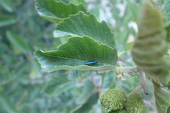 Agrilinae