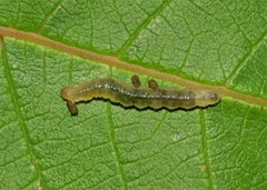 Patania balteata