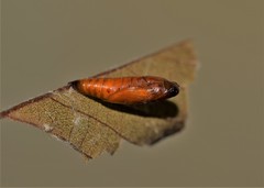 Patania balteata