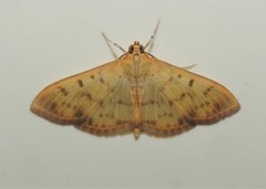Patania balteata
