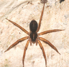 Toxopsoides